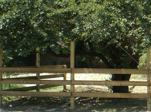 Construction of fence by tree image left7