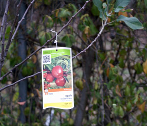 Display of a planted apple tree image left12